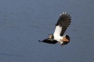 Norfolk Prints: Lapwing (Vanellus vanellus) in flight, Norfolk, England, UK. September