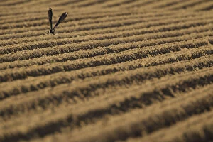 Lapwing (Vanellus vanellus) flying low over a ploughed field, Scotland, UK, June 2010