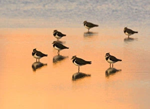 Images Dated 16th October 2008: Lapwing (Vanellus vanellus) group roosting in the lagoons at Titchwell RSPB Reserve