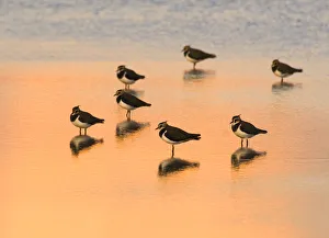 Rspb Prints: Lapwing (Vanellus vanellus) group roosting in the lagoons at Titchwell RSPB Reserve