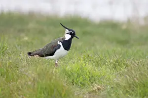 Crested Plover Prints: Lapwing (Vanellus vanellus) standing on grass, Cley, Norfolk, England, UK. April