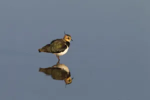 Autumn Prints: Lapwing (Vanellus vanellus) Titchwell RSPB Reserve, Norfolk, England, UK. November