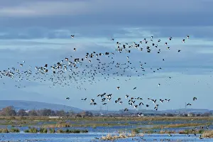 Somerset Prints: Lapwings (Vanellus vanellus) and Common starlings (Sturnus vulgaris) flock in flight over flooded pastureland in winter