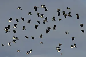 Norfolk Prints: Lapwings (Vanellus vanellus) flock in flight with a Dunlin (Calidris alpina)