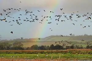 Images Dated 9th December 2011: Lapwings (Vanellus vanellus), Golden plover (Pluvialis apricaria), Wigeon (Anas penelope)