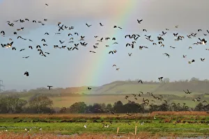 Anatidae Prints: Lapwings (Vanellus vanellus), Golden plover (Pluvialis apricaria), Wigeon (Anas penelope)