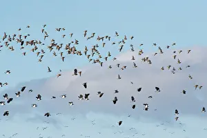 Somerset Prints: Lapwings (Vanellus vanellus) and Golden plovers (Pluvialis apricaria) flock in flight