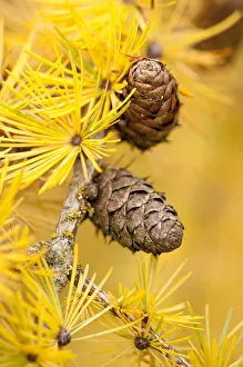 The National Forest Prints: Larch {Larix deciduas} yellow needles and cones in autumn