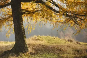 Larch tree, Rynartice, Ceske Svycarsko / Bohemian Switzerland National Park, Czech Republic