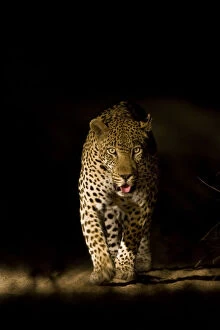Adult Animal Gallery: Large adult male Leopard (Panthera pardus) walking through the bush at night, Sabi