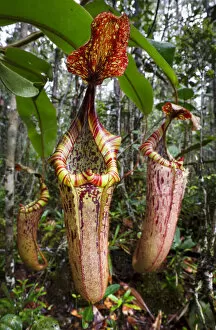 Images Dated 2nd October 2011: Large aerial pitchers of natural hybrid Pitcher Plant (Nepenthes stenophylla x Nepenthes veitchi)