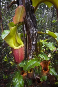 Malaysia Prints: Large aerial pitchers of natural hybrid Pitcher Plant (Nepenthes stenophylla x Nepenthes veitchi)