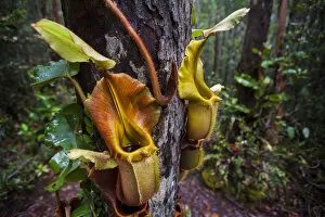 Large aerial pitchers of Veitchs pitcher plant (Nepenthes veitchii) growing up a tree trunk