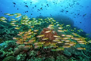 Dameselfishes Prints: Large aggregation of Bigeye snappers (Lutjanus lutjanus)