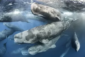 Large aggregation of Sperm whales (Physeter macrocephalus) engaged in social activity