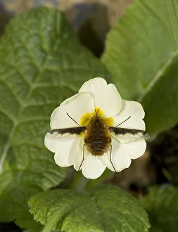 Heather Angel Prints: Large bee fly (Bombylius major) feeding on Primrose (Primula vulgaris). England, UK