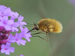 Bombylius Prints: Large bee fly (Bombylius major) nectaring on flower