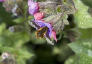 Large bee-fly (Bombylius major) nectaring on Lungwort (Pulmonaria sp). In garden, Surrey