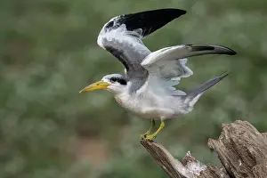 Sterninae Prints: Large-billed tern (Phaetusa simplex) perched on branch