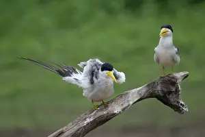 Sterninae Prints: Two Large-billed terns (Phaetusa simplex) perched on branch