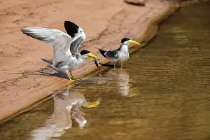 Sterninae Prints: Two Large-billed terns (Phaetusa simplex) standing at water's edge