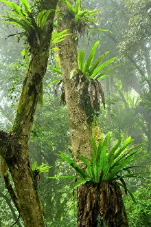 Pteridophytina Prints: Large Bird's-nest ferns (Asplenium sp)
