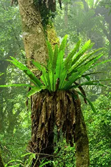 Pteridophytina Prints: Large Bird's-nest ferns (Asplenium sp)