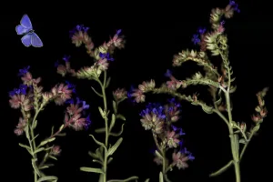 Flowers Collection: Large blue alkanet (Anchusa azurea) in flower with an Eschers blue butterfly