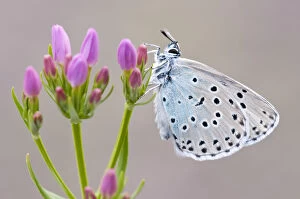Images Dated 9th June 2011: Large blue butterfly (Maculinea arion) on a Common Centaury (Centaurium erythraea) flower
