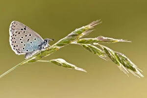 Images Dated 10th June 2011: Large blue butterfly (Phengaris arion) resting on a grass stem, Collard Hill, Somerset