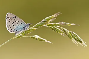 Butterflies Prints: Large blue butterfly (Phengaris arion) resting on a grass stem, Collard Hill, Somerset