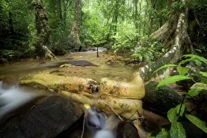 Photographic Effect Prints: Large buttress roots and a small stream in the rainforest
