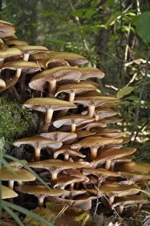 Agaricomycetes Gallery: Large clump of Honey fungus (Armillaria mellea) growing on a treestump in deciduous woodland