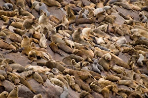 Images Dated 6th August 2008: Large colony of South american sealions (Otaria flavescens byronia) on rocks, Palomino Islands