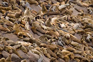 Mark Bowler Prints: Large colony of South american sealions (Otaria flavescens byronia) on rocks