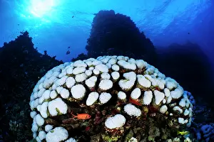 Environmental Issues Prints: Large coral colony (Goniopora sp)