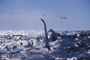 Dolphins Prints: Large dorsal fin of male transient killer whale {Orcinus orca} Monterey Bay, California