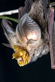 Images Dated 11th January 2022: Large-eared horseshoe bat (Rhinolophus robertsi), portrait, Atherton, Queensland, Australia