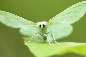 Large emerald (Geometra papilionaria) moth resting on Aspen leaf, Insh Marshes, Cairngorms National Park, Scotland, UK. July