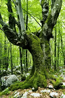 Images Dated 21st June 2009: Large European beech (Fagus sylvatica) tree in pristine forest near the river Lepenjica