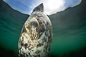 Animal Flippers Gallery: A large female Grey seal (Halichoerus grypus) probably heavily pregnant