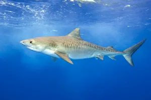 A large female Tiger Shark (Galeocerdo cuvier) swimming in open water. Grand Bahama, Bahamas