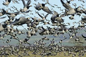 Large flock of Barnacle geese (Branta leucopsis) taking off from grazing marshes