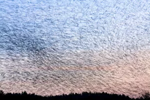 Images Dated 25th February 2009: Large flock of Bramblings (Fringilla montifringilla) in flight at dusk, Ldersdorf