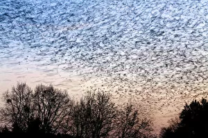 Images Dated 25th February 2009: Large flock of Bramblings (Fringilla montifringilla) in flight at dusk, Ldersdorf