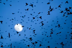 Images Dated 7th February 2009: Large flock of Bramblings (Fringilla montifringilla) in flight at dusk, in front of the moon