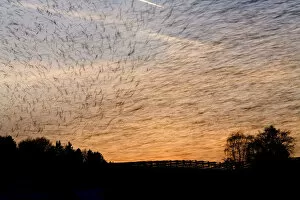 Images Dated 25th February 2009: Large flock of Bramblings (Fringilla montifringilla) flying at sunset, Ldersdorf