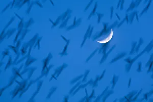 Large flock of Bramblings (Fringilla montifringilla) in flight at dusk in front of moon