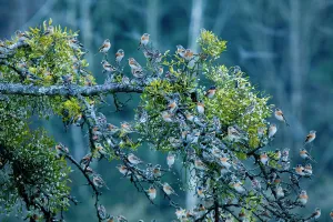 Parasites Prints: Large flock of Bramblings (Fringilla montifringilla) perched in tree with Mistletoe