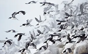 Uncatalogued Prints: Large flock of Guillemots (Uria aalge) taking off from a cliff in falling snow